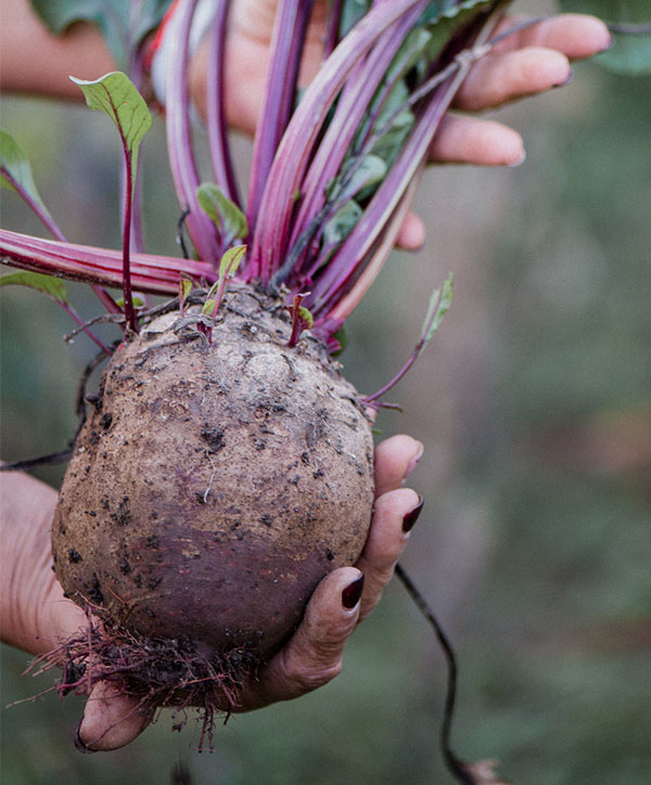 fresh garden produce