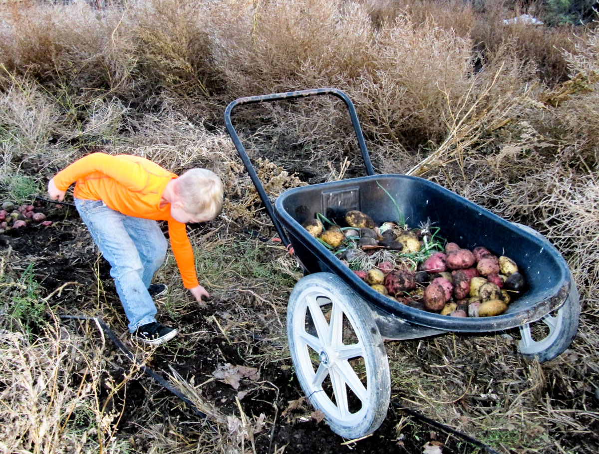 picking potatoes